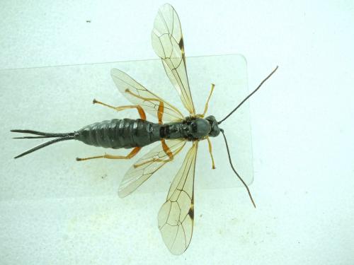 Scambus nigricans
